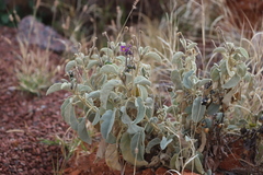 Solanum lasiophyllum