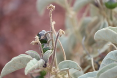 Solanum lasiophyllum