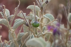 Solanum lasiophyllum