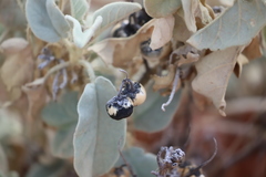 Solanum lasiophyllum