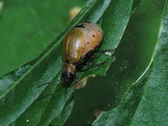 Galeruca laticollis