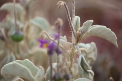 Solanum lasiophyllum