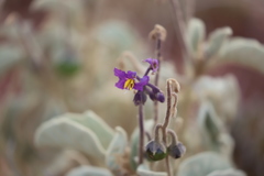 Solanum lasiophyllum