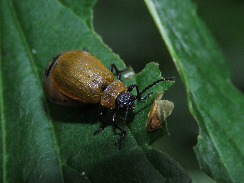 Galeruca laticollis