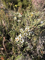 Diosma passerinoides