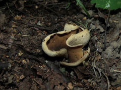 Otidea alutacea
