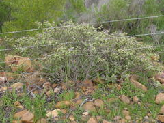 Solanum tomentosum tomentosum