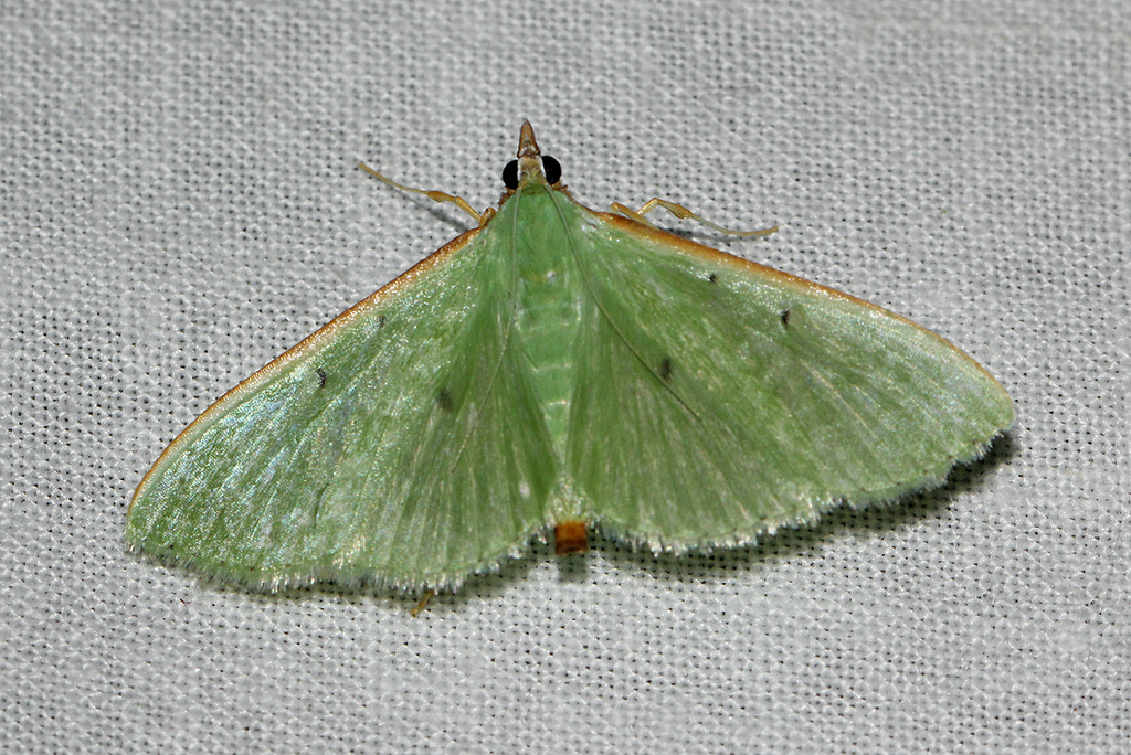 Parotis baldersalis