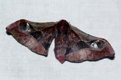 Holocerina smilax
