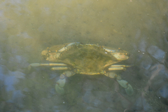 Callinectes sapidus