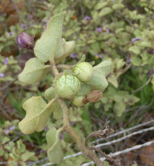 Solanum tomentosum tomentosum
