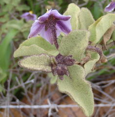 Solanum tomentosum tomentosum