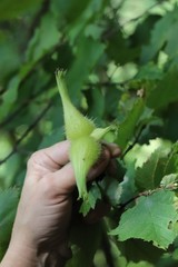 Corylus sieboldiana mandshurica
