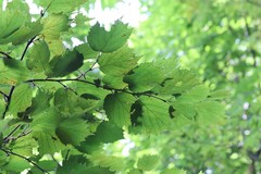Corylus sieboldiana mandshurica