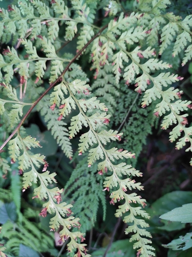 Dennstaedtia scabra iNat (2)