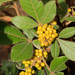 Searsia tumulicola - Photo (c) Robert Archer,  זכויות יוצרים חלקיות (CC BY-NC), הועלה על ידי Robert Archer