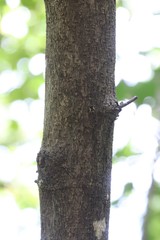 Corylus sieboldiana mandshurica