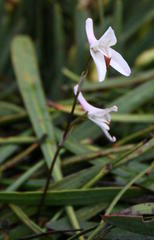 Disa bifida