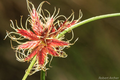Cyperus semitrifidus