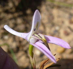 Disa bifida