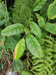 Itea omeiensis
