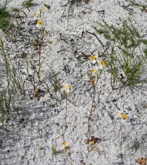 Disa flexuosa