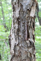 Betula costata