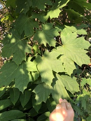 Acer platanoides