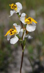 Disa flexuosa