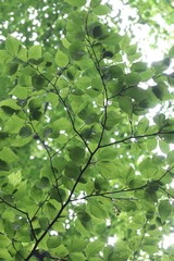 Betula schmidtii