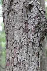 Betula schmidtii