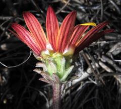 Arctotis angustifolia