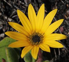 Arctotis angustifolia