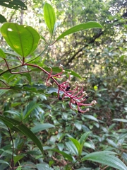 Miconia ciliata