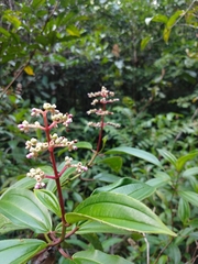 Miconia ciliata