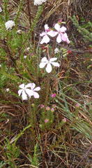 Acmadenia tetragona