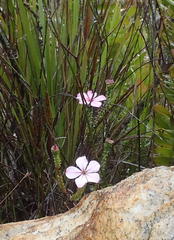 Acmadenia tetragona