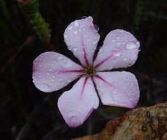 Acmadenia tetragona