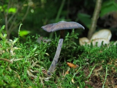 Hydropus atramentosus