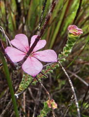 Acmadenia tetragona