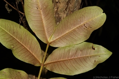Flindersia schottiana