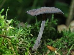 Hydropus atramentosus