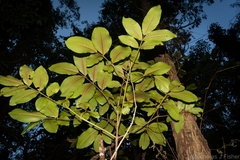 Flindersia schottiana