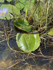 Nymphaea nouchali var. caerulea image