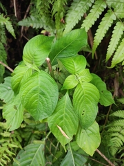 Mussaenda shikokiana