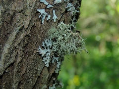 Ramalina vogulica