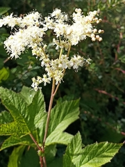 Filipendula vestita