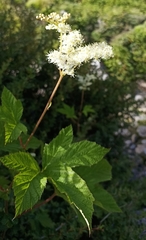 Filipendula vestita