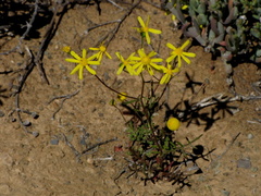 Senecio cardaminifolius