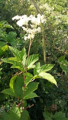 Filipendula vestita